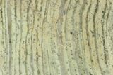 Strelley Pool Stromatolite Slab - Billion Years Old #130609-1